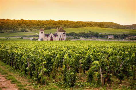 Ristorante in Domaine viticole francese