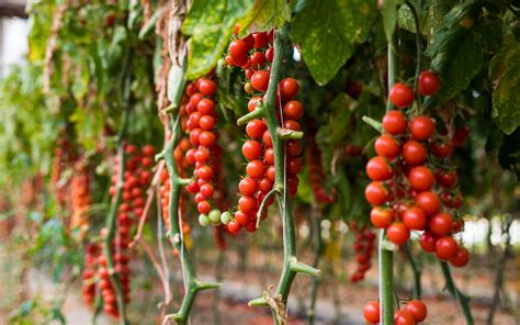 varietà di pomodori siciliani ciliegino datterino siccagno